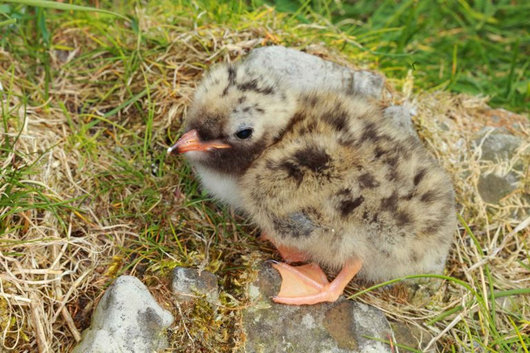 Astic Tern Chick